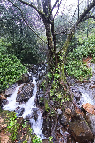 Tranquil Forest Stream ..