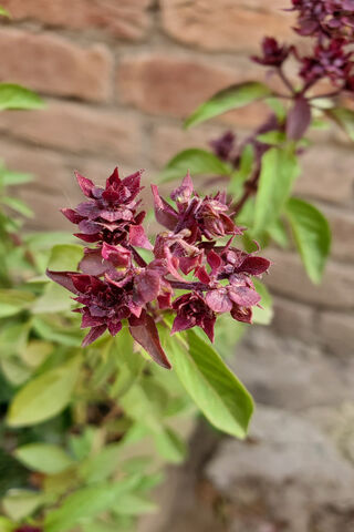 Beautiful Purple Basil Blooms 🌿💜