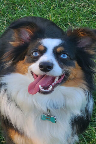 Happy Pup with Bright B..