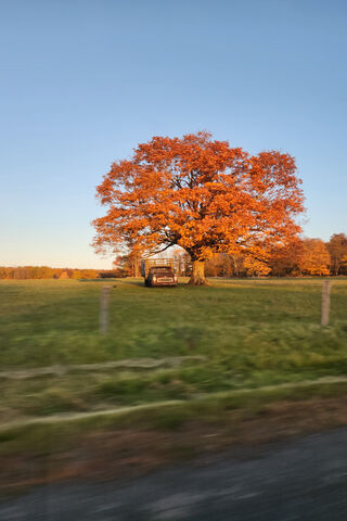 Autumn's Embrace 🍂