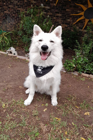 Happy Pup in a Stylish ..