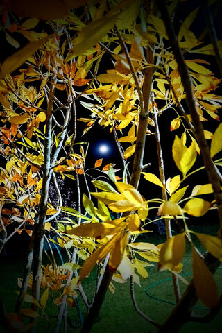 Whispers of Autumn Nigh..