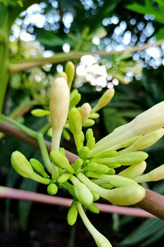 Blooming Beauty: The Papaya Flower Unveiled 🌼