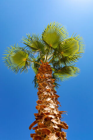 Soaring Palm Under a Clear Blue Sky 🌴☀️