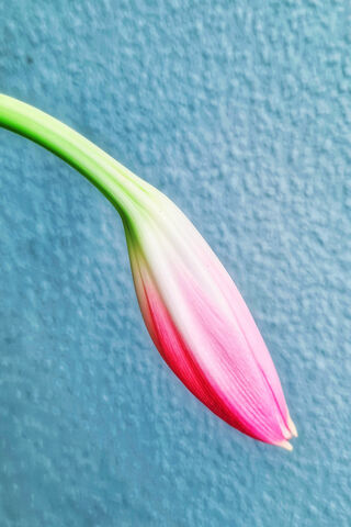 Pink Flower