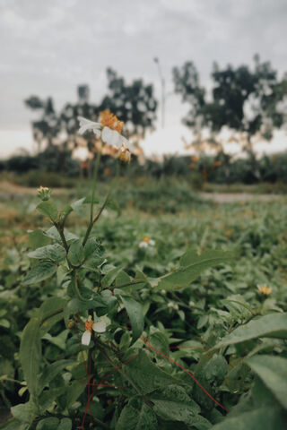 Serene Wildflower in the Morning Light 🌼🌿