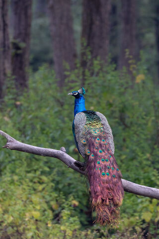 Majestic Peacock in Nat..