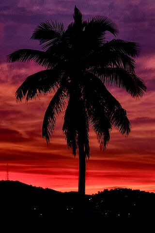 Palm Tree
