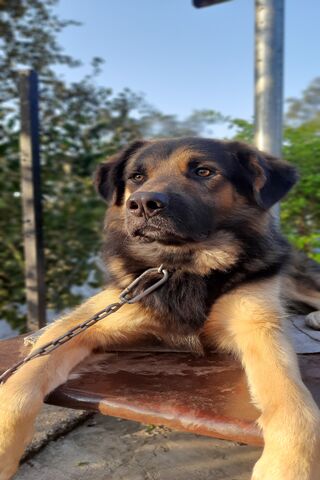 A Loyal Companion 🐾