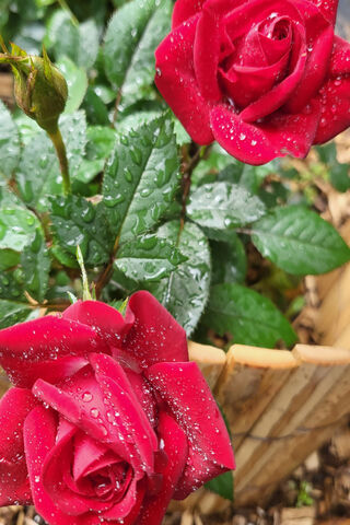 🌹 Dewy Red Roses in Bl..