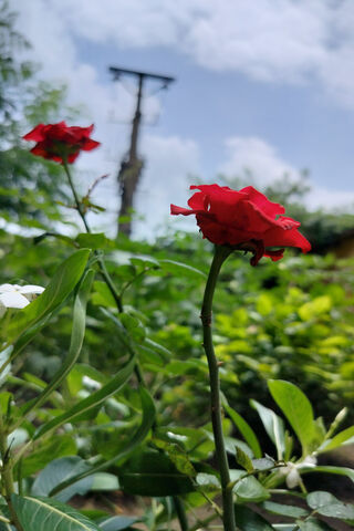 Rosiee
