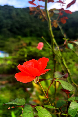 Radiant Rose: Nature's ..