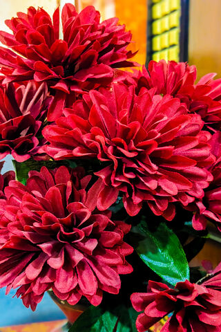 Vibrant Red Blooms 🌺✨