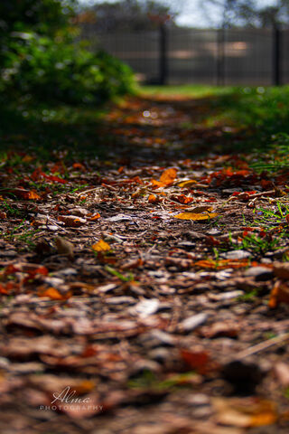 Autumn Pathway 🍂✨