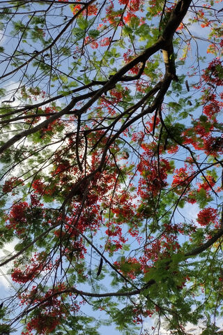 Blossoms Beneath the Sk..