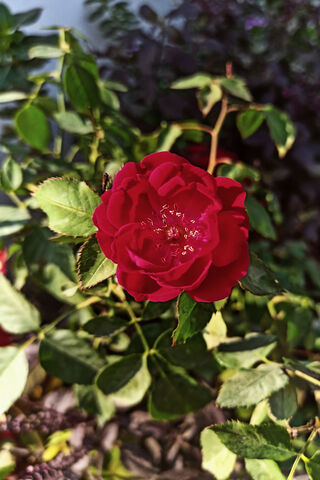 Beautiful Red Rose 🌹