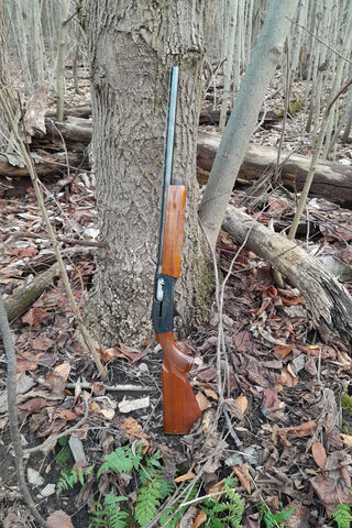 Abandoned Shotgun in th..