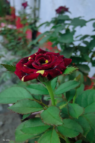 Beautiful Red Rose 🌹✨