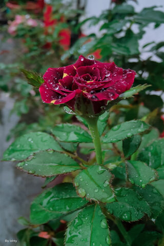 Dewy Red Rose 🌹✨