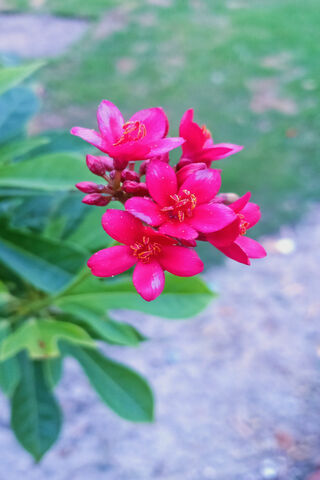 Red Flower