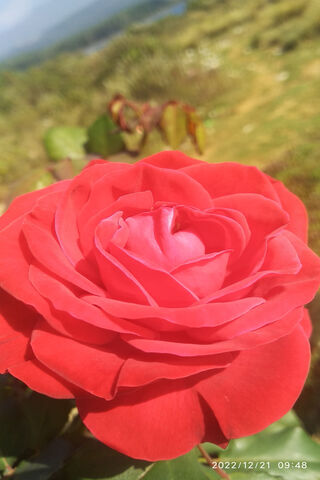 Beautiful Red Rose 🌹