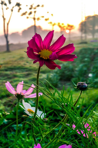 Morning Blossom 🌸🌅