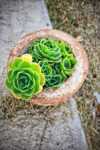 Lush Succulent Serenity 🌿✨