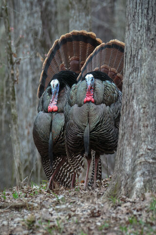 Majestic Turkeys in the..