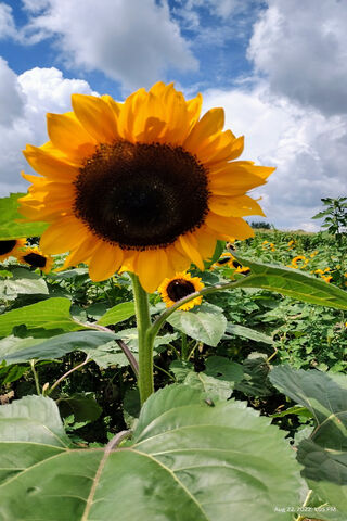 Sunny Delight: A Field ..