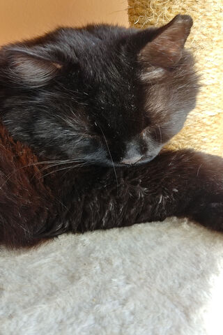 Cozy Cat Nap 💤
