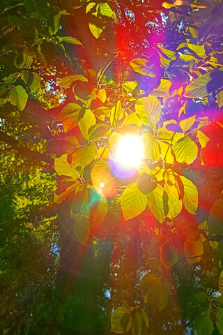 Sunlight