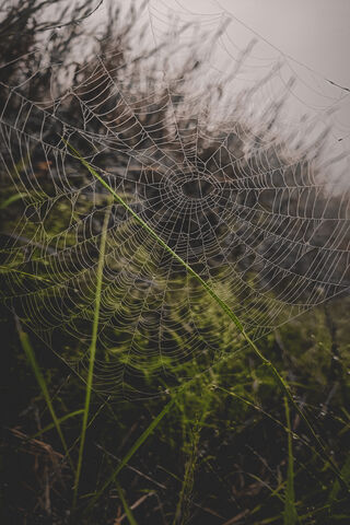 Nature's Intricate Art: A Spider's Web 🕸️🌿