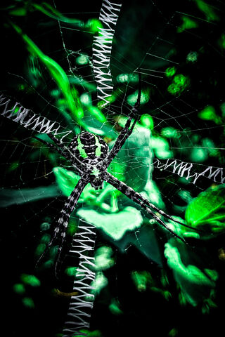 Web of Wonders: A Spide..
