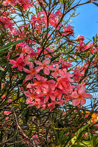 Vibrant Pink Blossoms