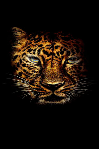 Majestic Leopard Stare ..