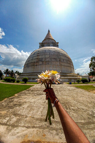 Blossoms of Serenity: A..