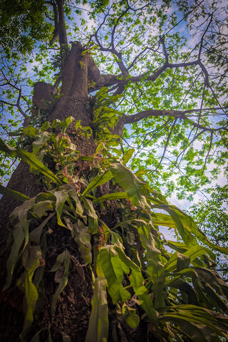 Nature's Tower: The Maj..