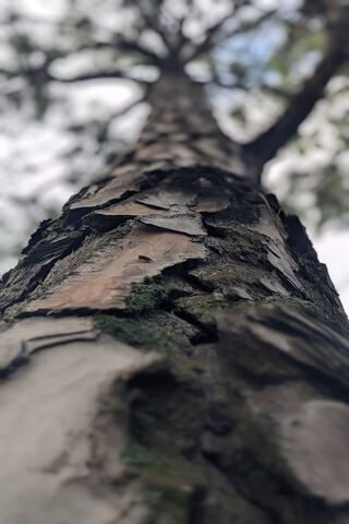 Majestic Tree Trunk 🌳✨