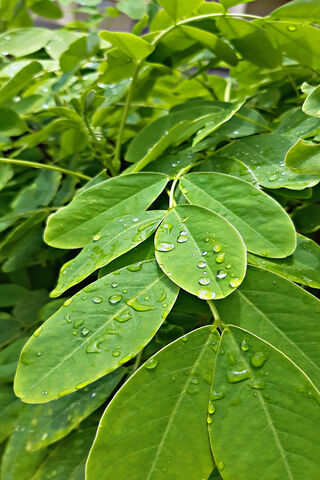 Water On Leaves