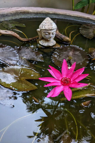 Serene Lotus Blossom 🌸