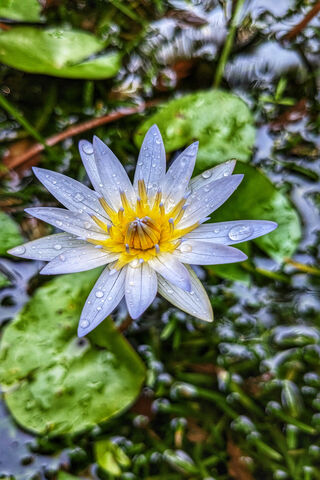 Serene Water Lily 🌸💧