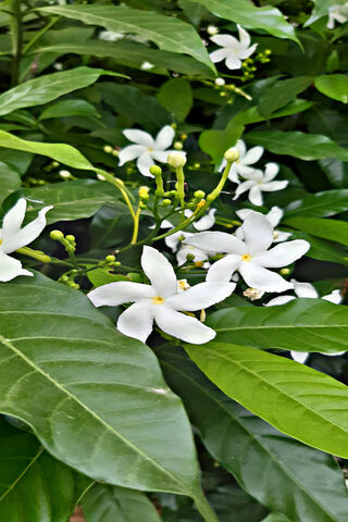 White Flowers