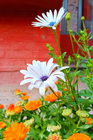Blooming Serenity: The ..