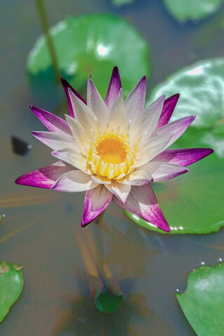 Water Lily