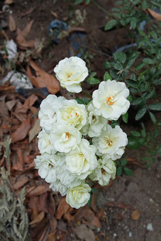 White Rose