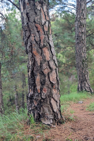 Majestic Pine Tree in N..