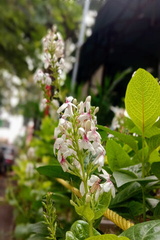 Blooming Beauty 🌸