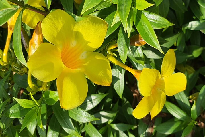 Bright Yellow Blooms 🌼✨