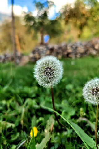 Whimsical Dandelion Dre..