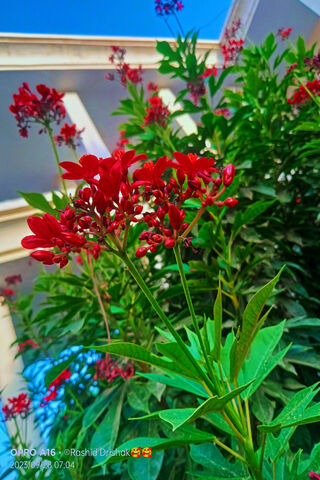 Vibrant Red Blossoms 🌺✨